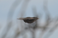 Turdus merula merula
