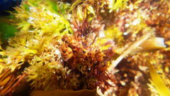 Chondrus crispus