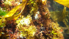 Chondrus crispus