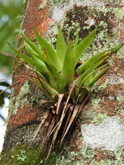 Tillandsioideae