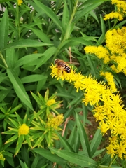 Eristalis