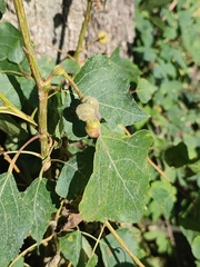 Pemphigus spyrothecae