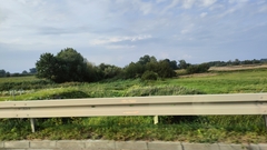 Phragmites australis australis