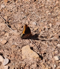 Charaxes jasius