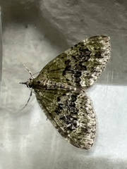 Acasis viretata