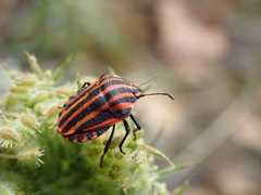 Graphosoma italicum