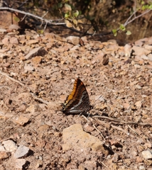 Charaxes jasius