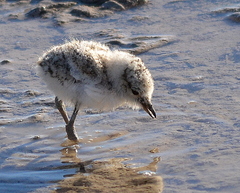 Charadrius pallidus