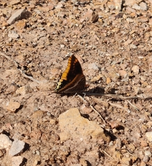 Charaxes jasius
