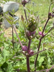 Clematis ranunculoides
