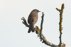 Prunella modularis occidentalis