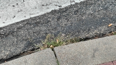 Eragrostis minor