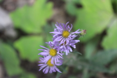 Erigeron speciosus