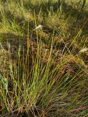 Eriophorum vaginatum