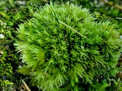 Leucobryum glaucum