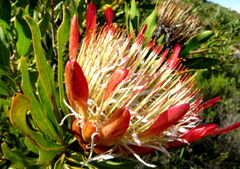 Protea susannae