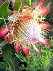 Protea susannae