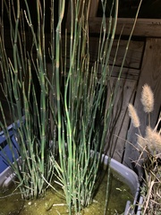 Equisetum hyemale