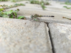 Diplacodes trivialis