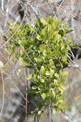 Ileostylus micranthus