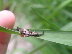 Palthis angulalis