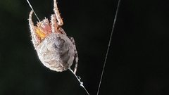 Larinioides patagiatus