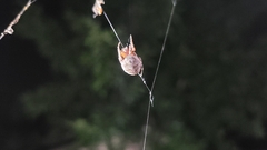 Larinioides patagiatus