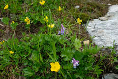 Corydalis