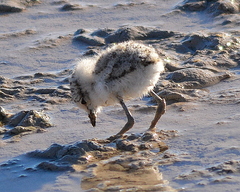 Charadrius pallidus