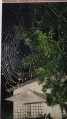 Larinioides patagiatus