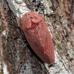 Stenocotini