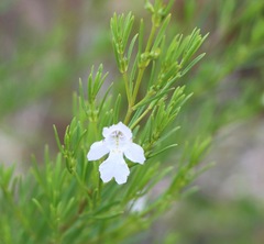 Prostanthera nivea