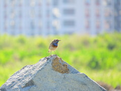 Luscinia svecica