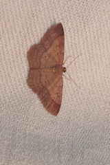 Scopula rubiginata