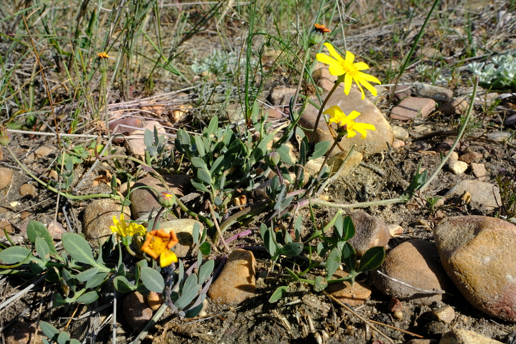 Renoster Babooncabbage