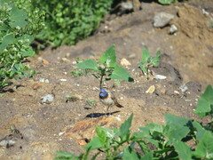 Luscinia svecica