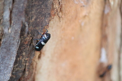 Eurymela distincta