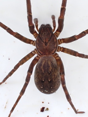 Uliodon
