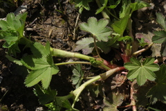 Alchemilla micans