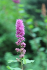 Spiraea douglasii