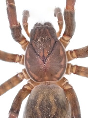 Uliodon