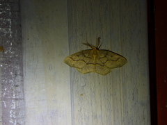 Lambdina fiscellaria