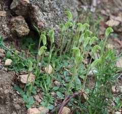 Pterostylis nana