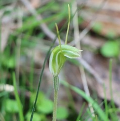 Pterostylis nana