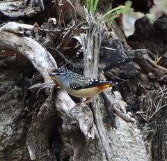 Pardalotus punctatus