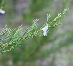Prostanthera nivea