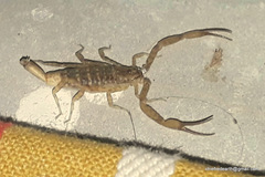 Scorpiones