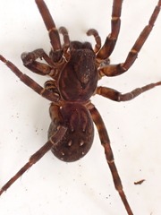 Uliodon
