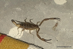 Scorpiones