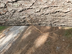 Equus caballus